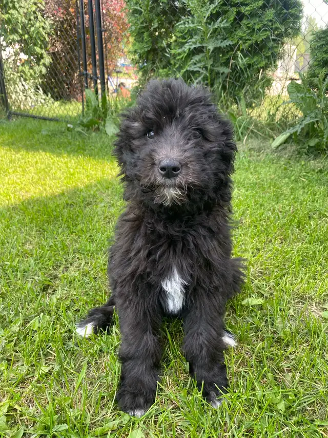 2 pups left!!  F2  Bernsheedoodle puppies in Dogs & Puppies for Rehoming in Strathcona County - Image 4