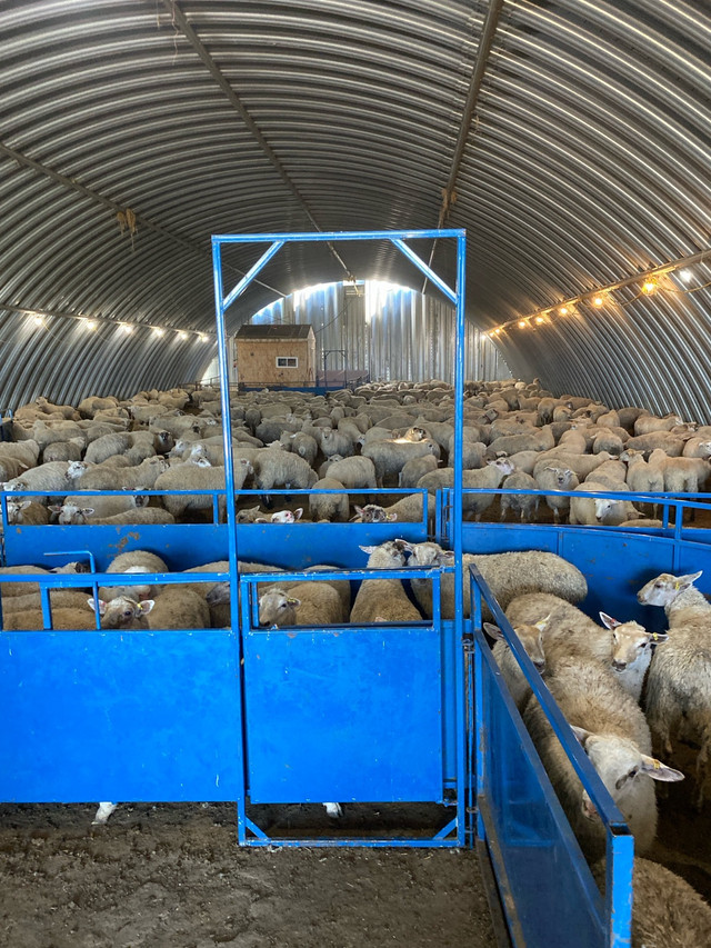  Sheep or goat buyer in Livestock in Moose Jaw