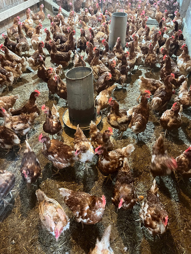 1 Year Old Layer Hens  in Livestock in Annapolis Valley