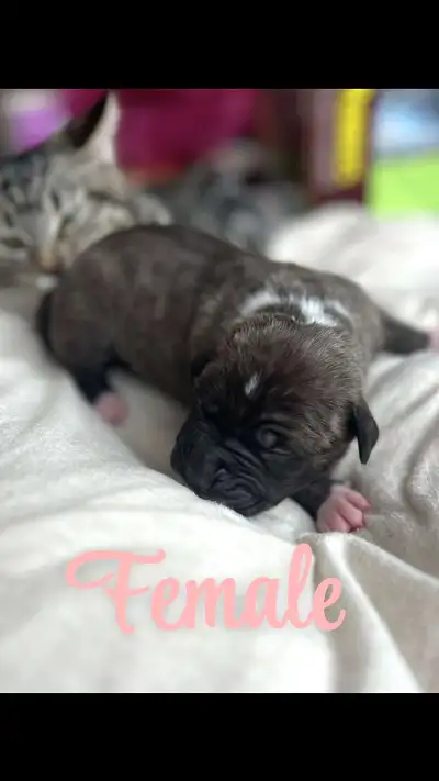 Purebred Puppies for sale, will not be ready until April 28th but available to be claimed now. Pleas...