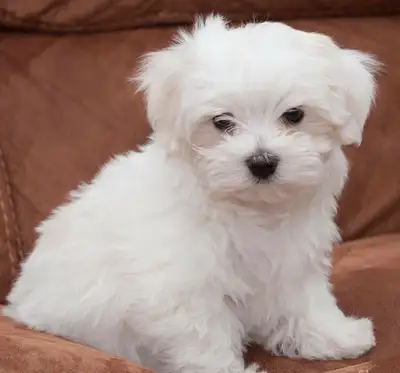 Adorable Morkies, View more