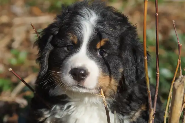 CKC reg. Bernese Mountain Dogs in Dogs & Puppies for Rehoming in Barrie - Image 4