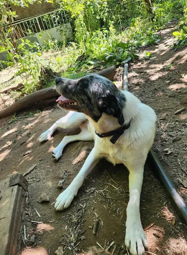 Femelle Labrador X Berger Australien | Dogs & Puppies for Rehoming ...