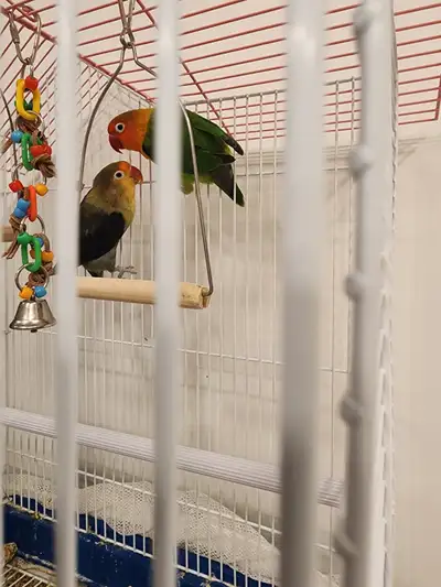 Love birds bonded, View more