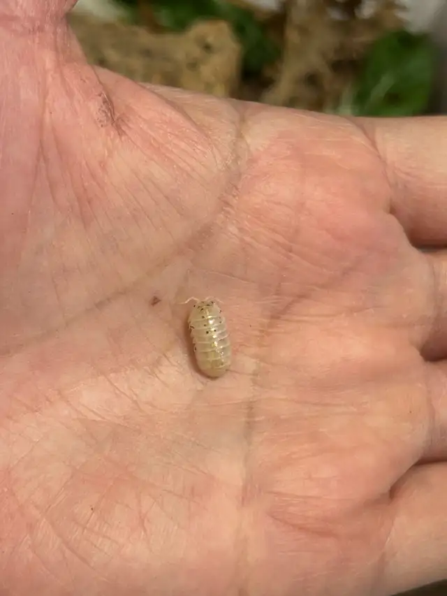 SOLD-Isopods-Armadillidium Vulgare ‘Magic Potion’ in Other in Markham / York Region - Image 2