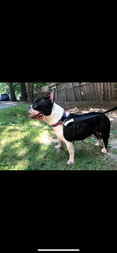 Free dog, View more