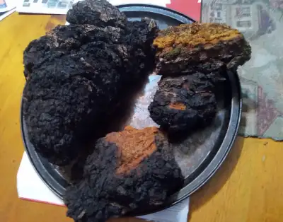 Champignon Chaga, View more