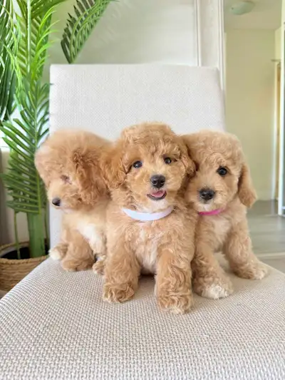 New!! Toy Poodle Bichon Hypoallergenic Puppies, View more