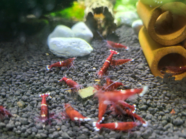 10 crevettes Red King Kong shrimp in Fish for Rehoming in City of Montréal - Image 2