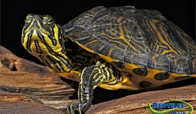 BEAUTIFUL BABY TURTLES in Reptiles & Amphibians for Rehoming in North Bay - Image 2