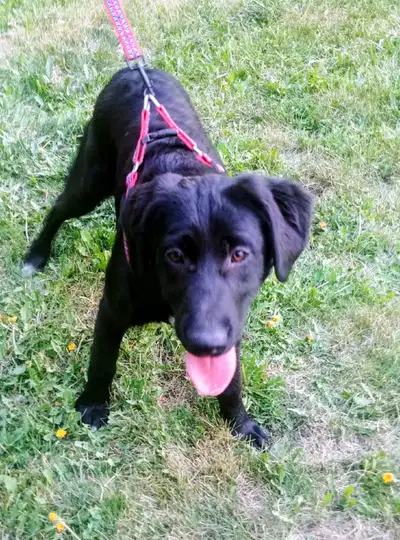 Pyrenees/Lab/Rottweiler/Bernard Puppies for Re-homing, View more