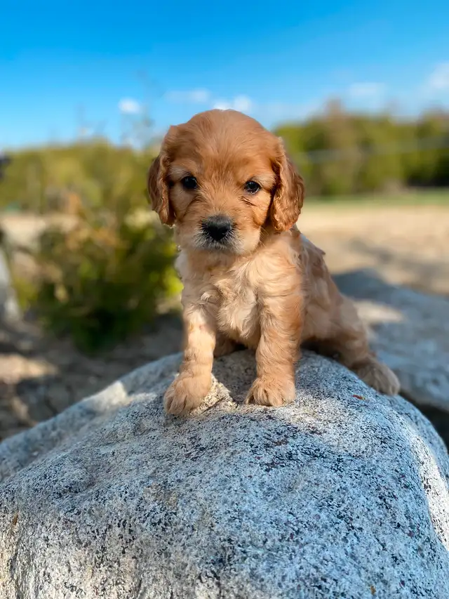 Male Cavapoo is the breed in Dogs & Puppies for Rehoming in Oakville / Halton Region - Image 2