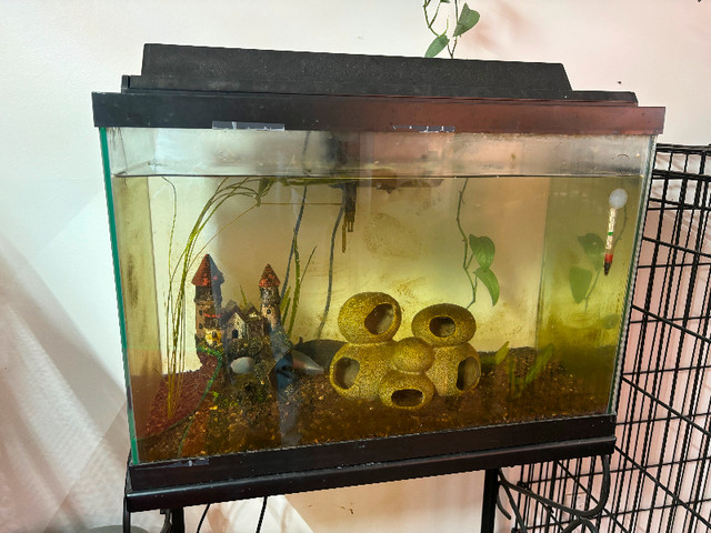 Axolotls and tank in Reptiles & Amphibians for Rehoming in Peterborough - Image 3