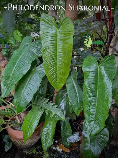philodendron sharonaie, View more