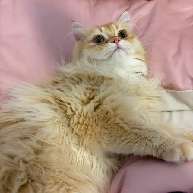 British longhair looking for new home in Cats & Kittens for Rehoming in City of Toronto - Image 4