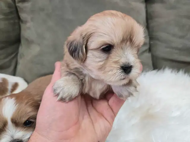 Shichon Puppies in Dogs & Puppies for Rehoming in Winnipeg - Image 8