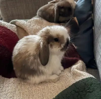 Holland Lop Rabbits, View more