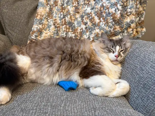 Cat for rehoming
