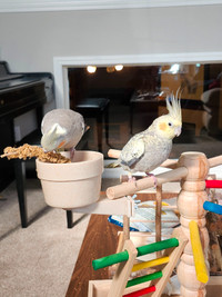 Two Cockatiels and Cage!