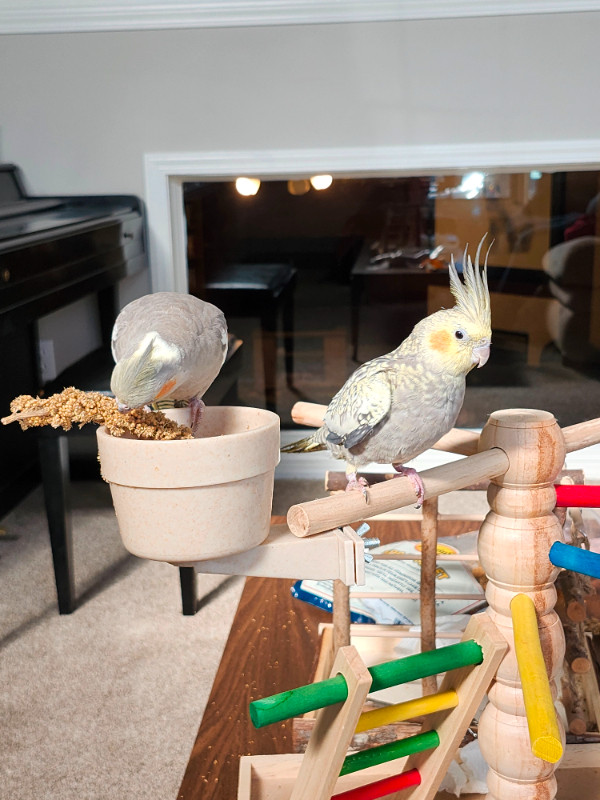 Two Cockatiels and Cage! in Birds for Rehoming in Calgary