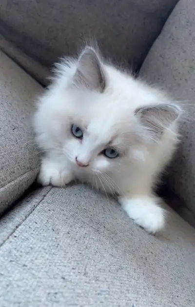 Châton Ragdoll Mâle, Voir plus