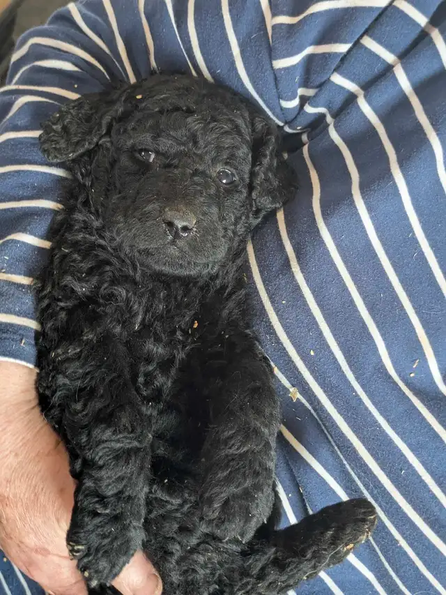 Goldendoodle 3 ime generation in Dogs & Puppies for Rehoming in Gatineau - Image 10