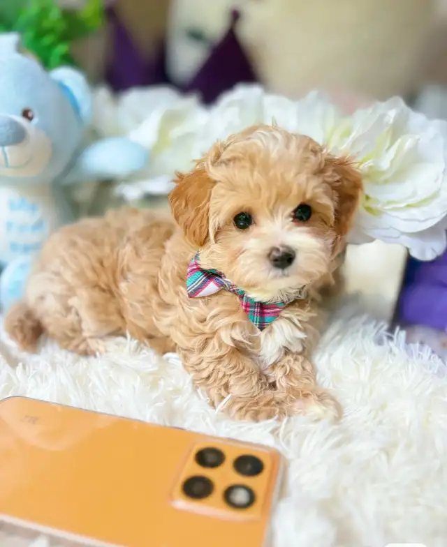 TeddyBear Maltipoo puppy Mini tiny size (poodle/Maltese in Dogs & Puppies for Rehoming in City of Toronto - Image 4
