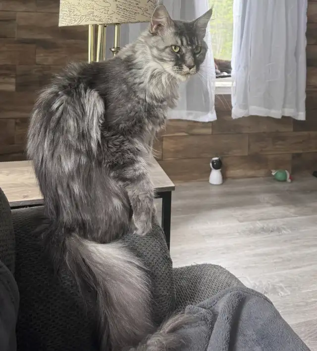 Beautiful Maine Coons in Cats & Kittens for Rehoming in Moncton - Image 9