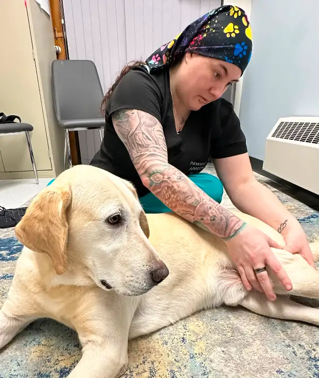 Dog & Cat Massage Therapy and Infrared Therapy in Animal & Pet Services in North Bay - Image 4