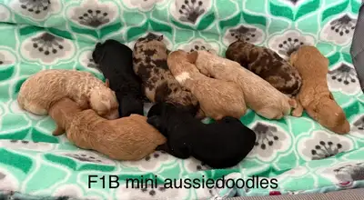 ❤️F1B mini aussiedoodles will be ready for home in August Cockapoos ready for home June and summer....