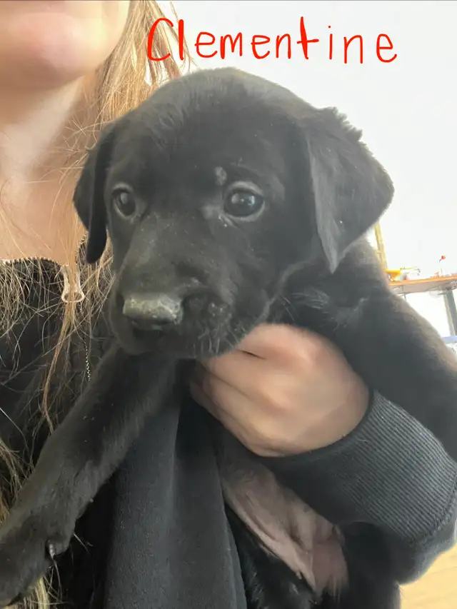 Vizsla / Black German Shepherd Puppies in Dogs & Puppies for Rehoming in Cornwall - Image 8