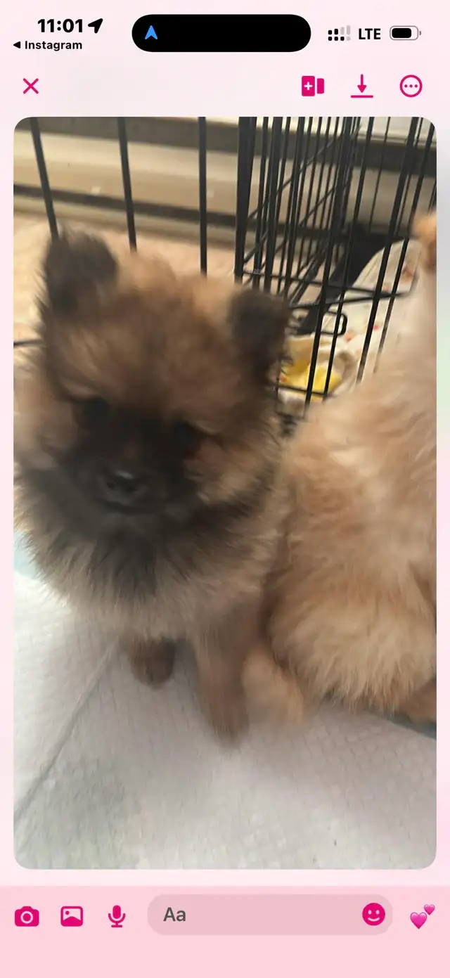 Pomeranian nain in Dogs & Puppies for Rehoming in Longueuil / South Shore - Image 10