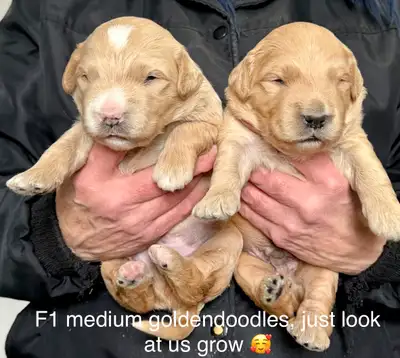 ❤️F1B mini goldendoodle pups ready for home JANUARY. F1B mini and small / medium aussiedoodles ready...