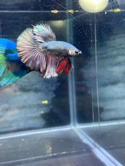 Male Halfmoon Betta, View more