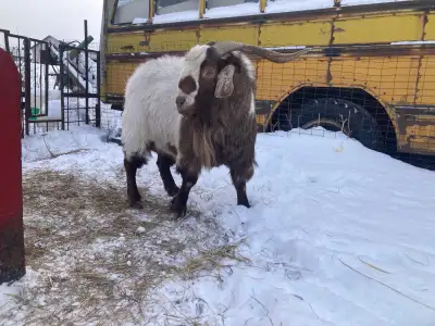 billy goat, View more