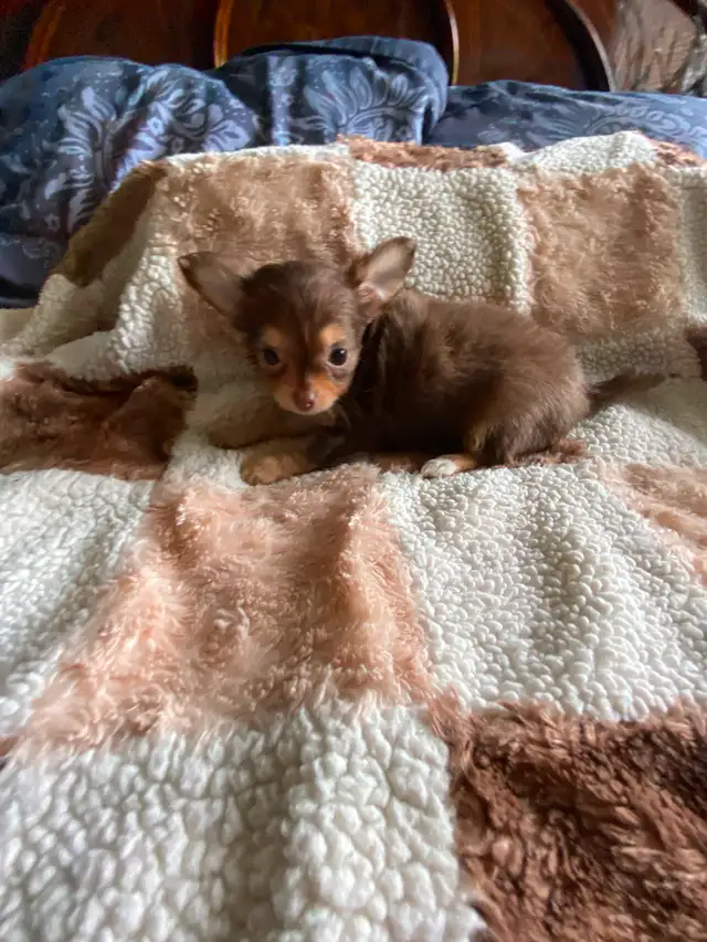 ⭐️TINY CHOCOLATE TRI LONG COAT CHIHUAHUA PUPPIES⭐️ALL SOLD in Dogs & Puppies for Rehoming in City of Toronto - Image 7