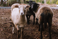 Sheep/Ewes Katahdin and Romney