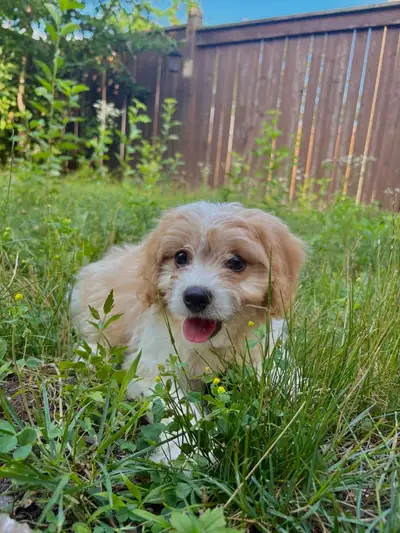 cavachon male puppy, View more