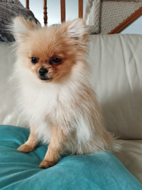 Super cute purebred mini-Pomeranian puppy looking for a new home