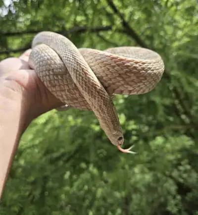 Beautiful corn snake, View more