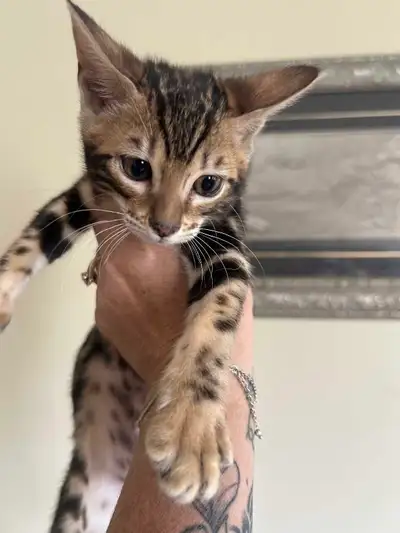 Bengal kittens, View more