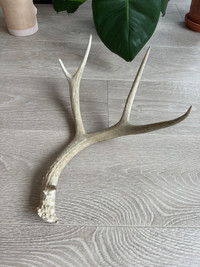 Genuine Deer Antler 