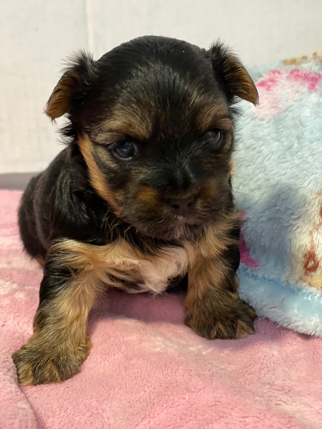 2 Yorkie puppies available Dogs & Puppies for Rehoming Winnipeg