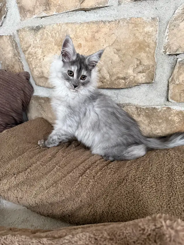 Chaton Maine Coon enregistré TICA