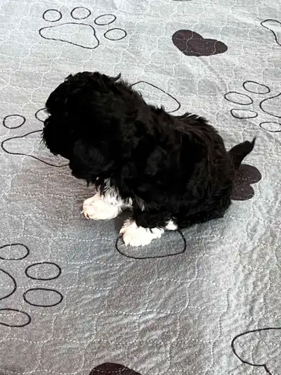 Shih tzu/Bichon x Shih tzu Puppies, View more