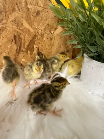 Bébé caille de différent colori 4$/chacun Photo des parents en derniers