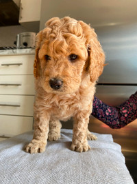 Goldendoodle Chiots