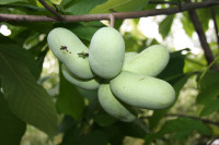 Asiminiers (Paw Paw)