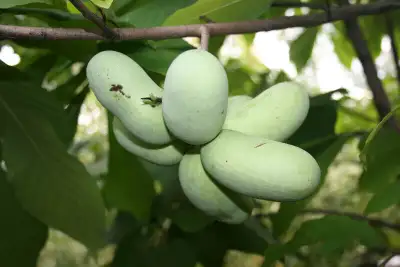 Asiminiers (Paw Paw), View more