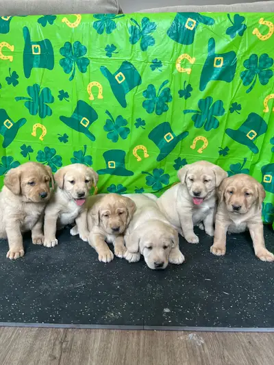 Labrador Puppies, View more